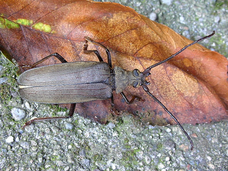 Femmina di Aegosoma scabricorne con uova